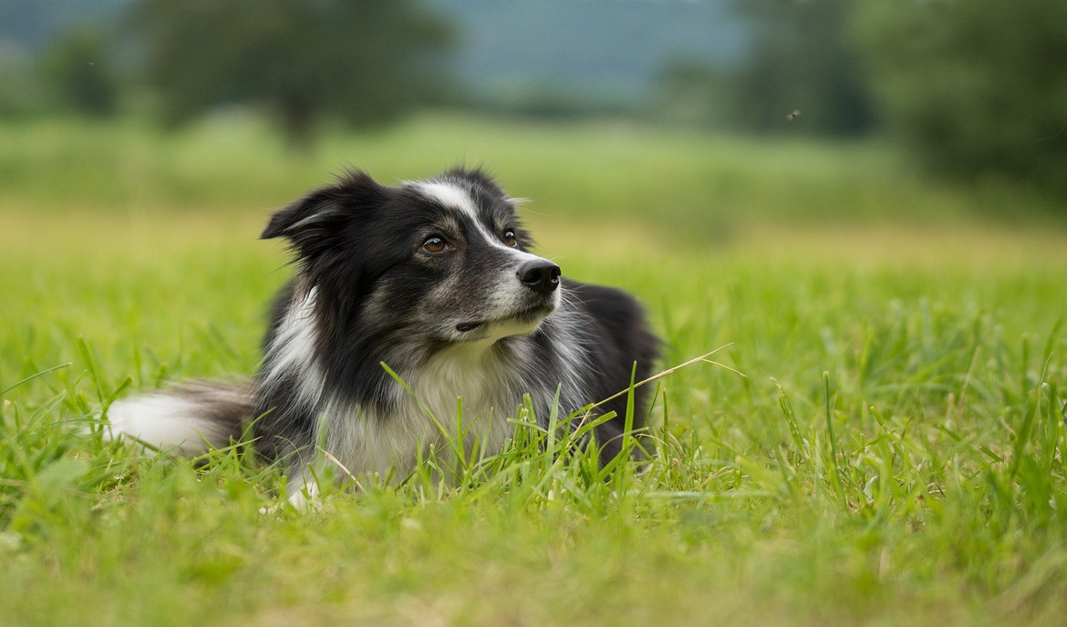 Detecting insect bites in dogs and treating them correctly